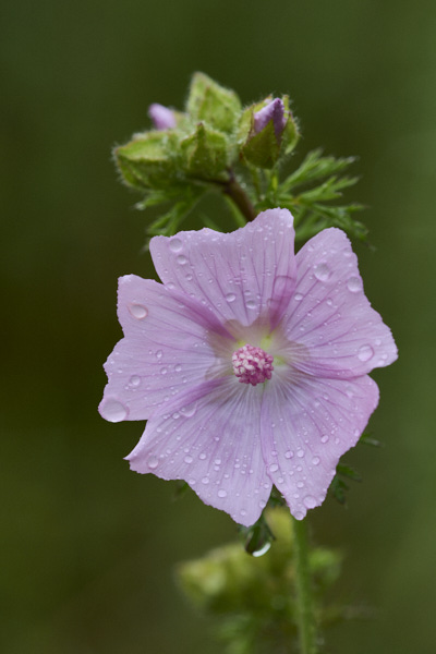 Image from Daneway Banks