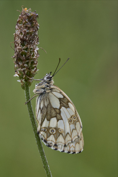 Image from Daneway Banks