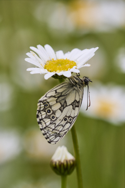 Image from Daneway Banks