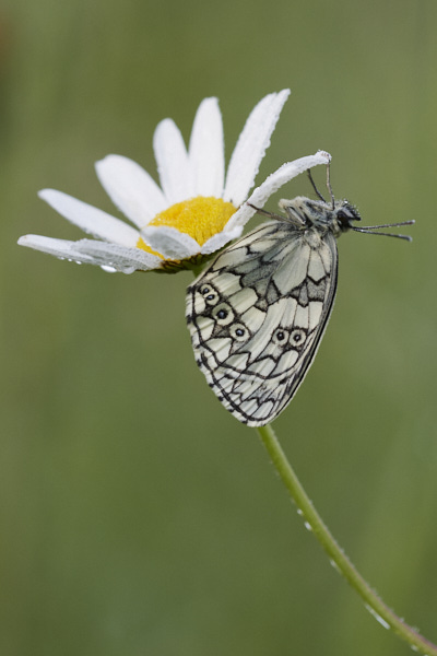 Image from Daneway Banks