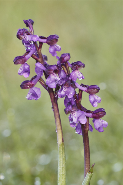Image from Daneway Banks