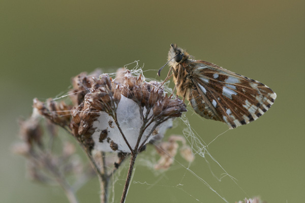 Image from Daneway Banks