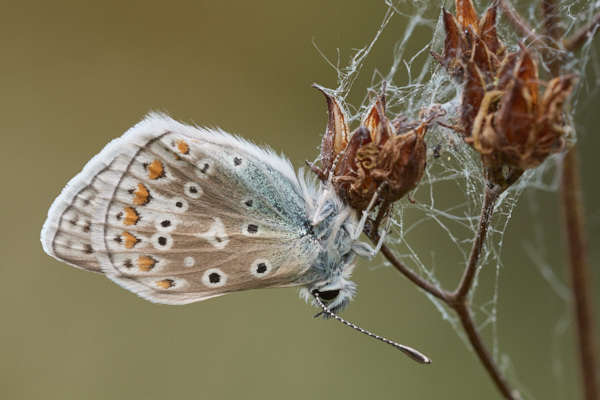 Image from Daneway Banks