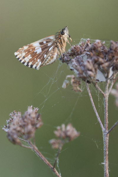 Image from Daneway Banks