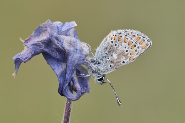 Image from Daneway Banks
