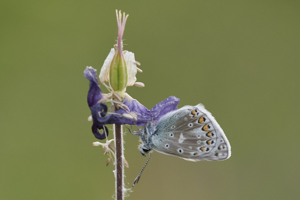 Image from Daneway Banks
