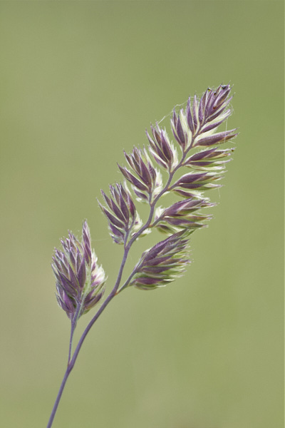 Image from Daneway Banks