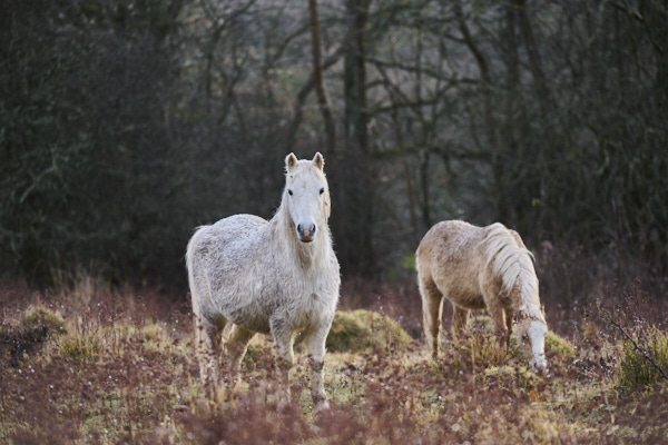 Image from Daneway Banks