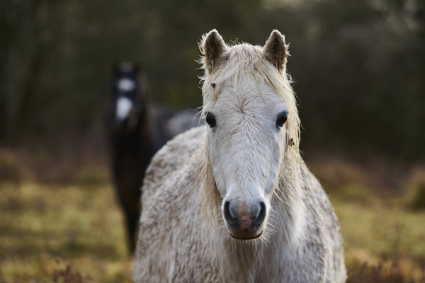 Image from Daneway Banks