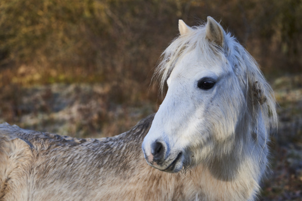 Image from Daneway Banks