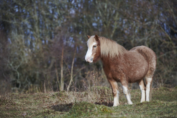 Image from Daneway Banks