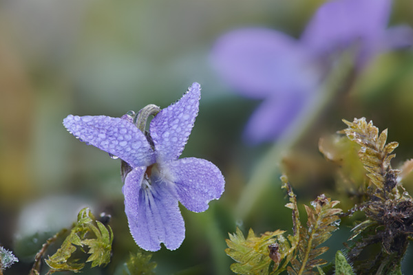 Image from Daneway Banks