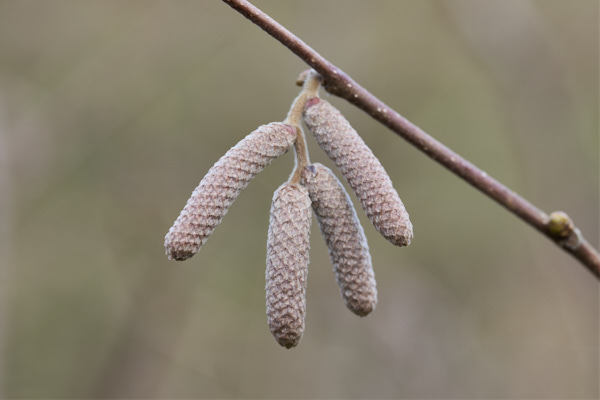 Image from Daneway Banks