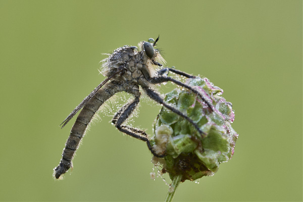 Image from Daneway Banks