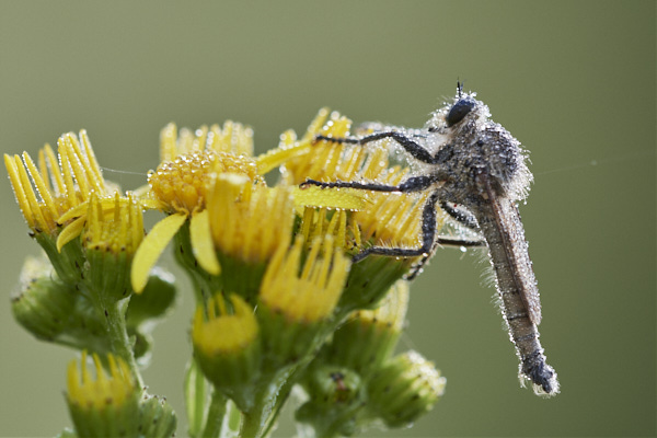 Image from Daneway Banks