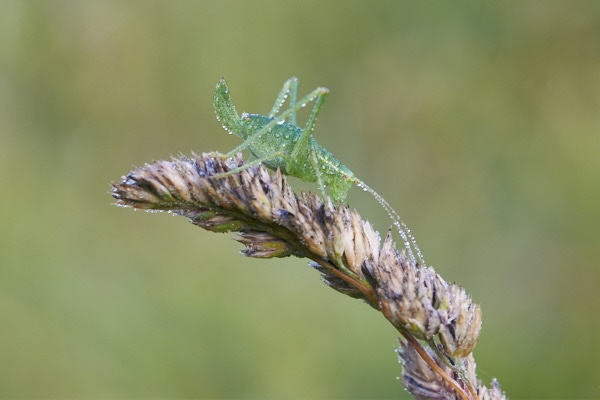 Image from Daneway Banks