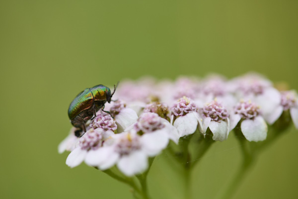 Image from Daneway Banks