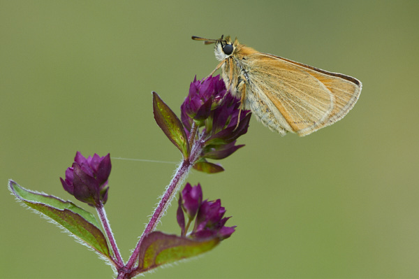 Image from Daneway Banks