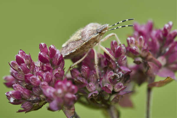 Image from Daneway Banks