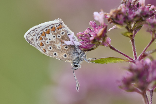 Image from Daneway Banks