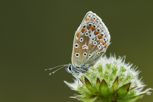Image from Daneway Banks