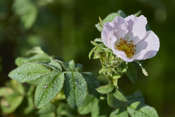 Image from Daneway Banks