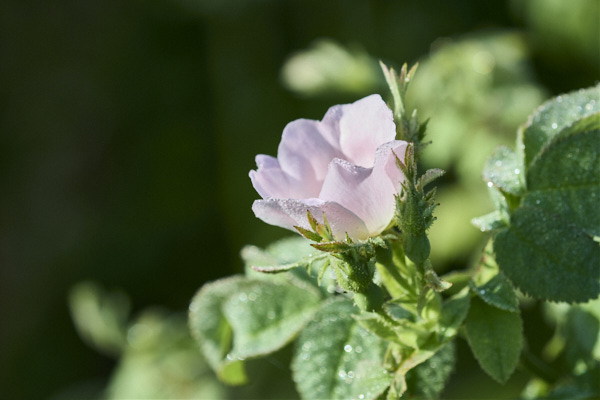 Image from Daneway Banks