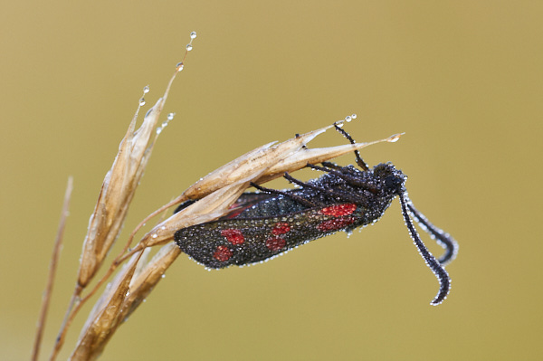 Image from Daneway Banks