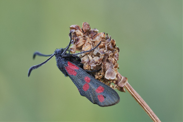 Image from Daneway Banks