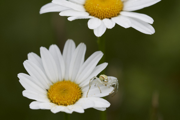 Image from Daneway Banks