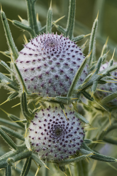 Image from Daneway Banks