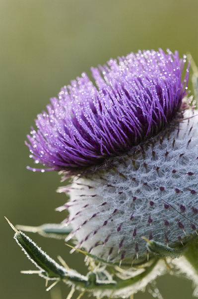 Image from Daneway Banks