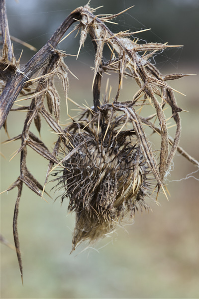 Image from Daneway Banks