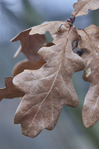 Image from Daneway Banks