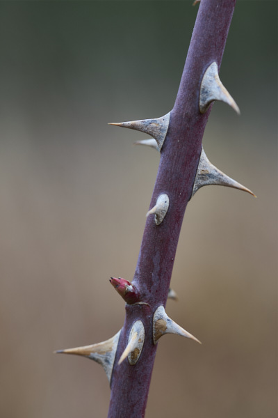 Image from Daneway Banks