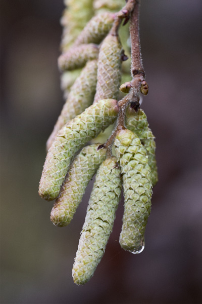 Image from Daneway Banks