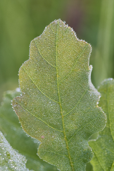 Image from Daneway Banks