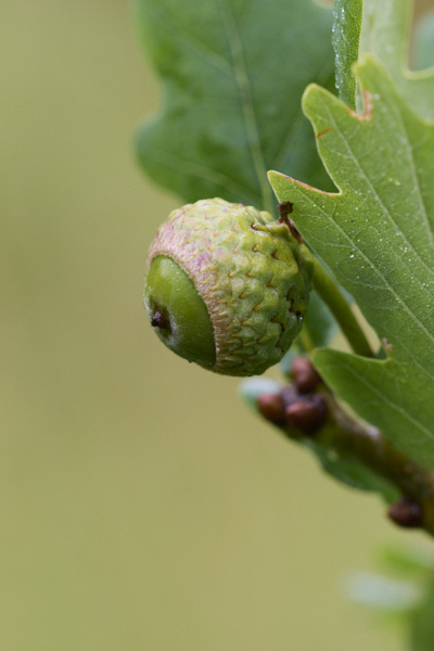 Image from Daneway Banks