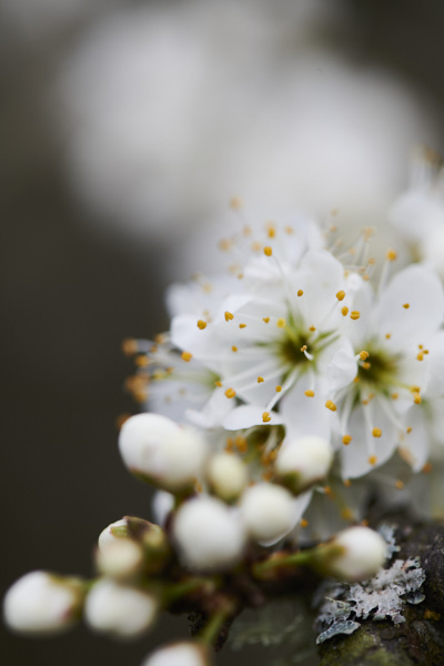 Image from Daneway Banks