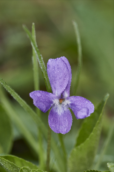 Image from Daneway Banks