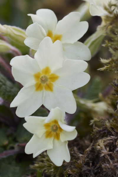 Image from Daneway Banks