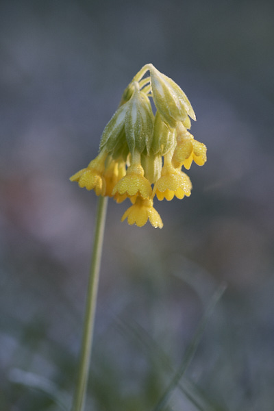 Image from Daneway Banks