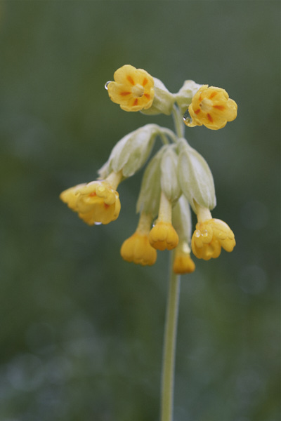 Image from Daneway Banks