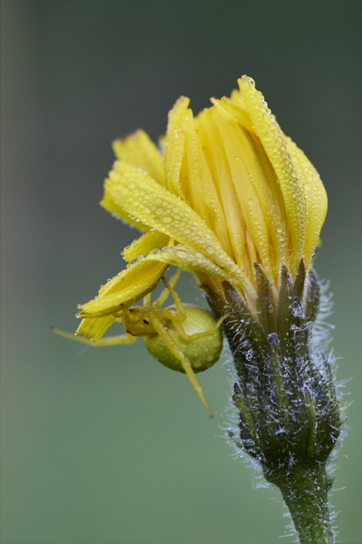 Image from Daneway Banks