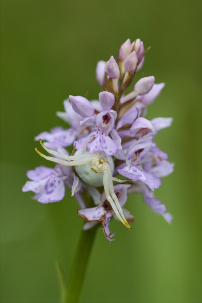 Image from Daneway Banks
