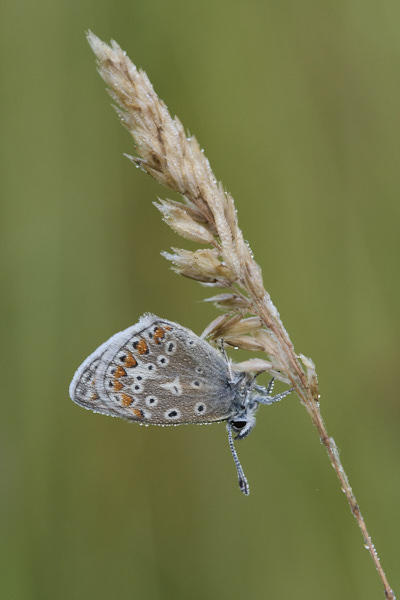 Image from Daneway Banks