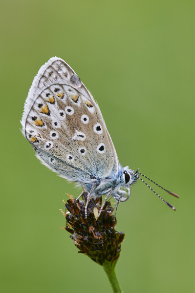 Image from Daneway Banks