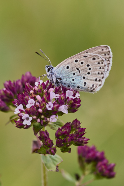 Image from Daneway Banks