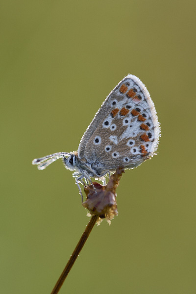 Image from Daneway Banks