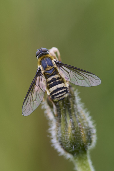 Image from Daneway Banks